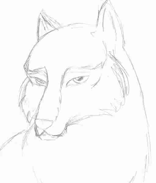 wolf-head-study.jpg